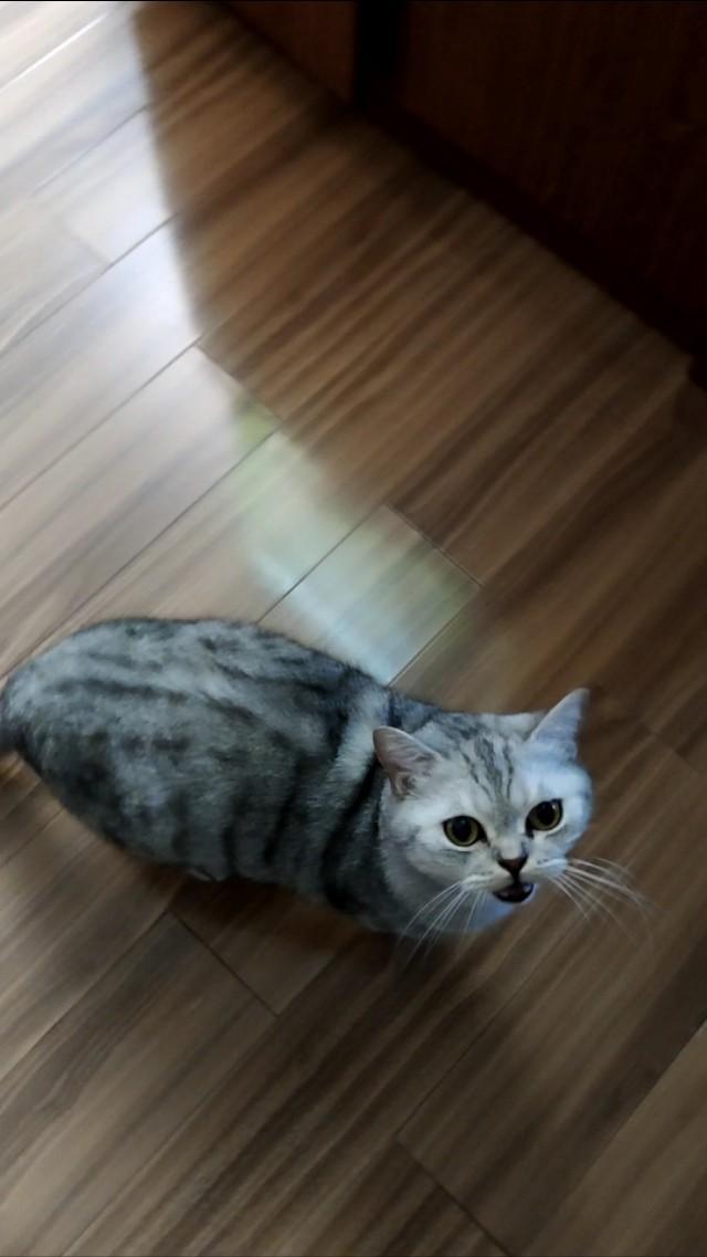 养猫记 by angelo:有人说猫是奸臣，它到底与主人有感情吗？