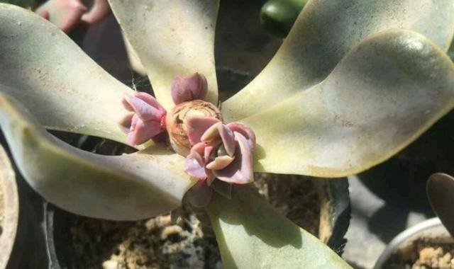 头条问答 夏天砍头的多肉没有爆头秋天可以再砍一刀吗 园艺印象的回答 0赞