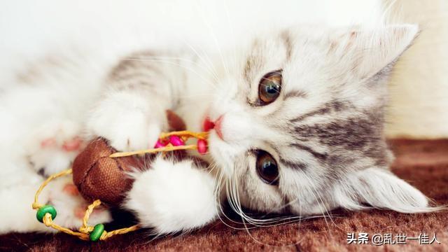 来养一只电子宠物猫:狸花猫可以当成宠物养吗？