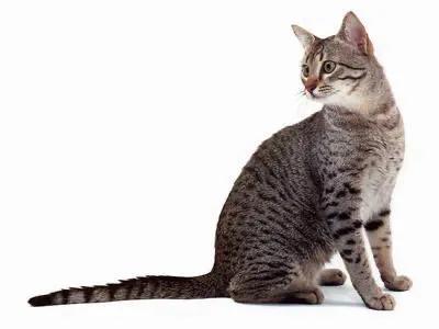 三文鱼边角料做猫饭:猫咪直接喂肉可以吗？需要注意什么？