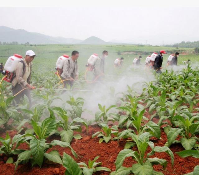 结膜吸吮线虫怎么传染:人畜共患眼线虫——结膜吸吮线虫？