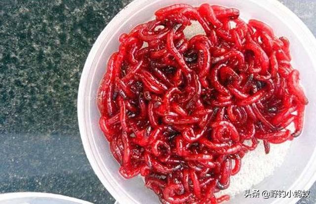 红虫有毒吗:钓鱼红虫能放冰箱里吗？有毒吗？
