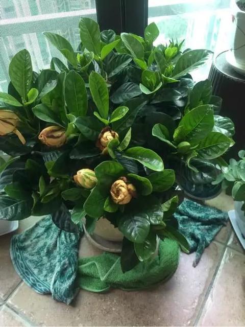 为什么栀子花的花苞都掉了,而且打不开花？