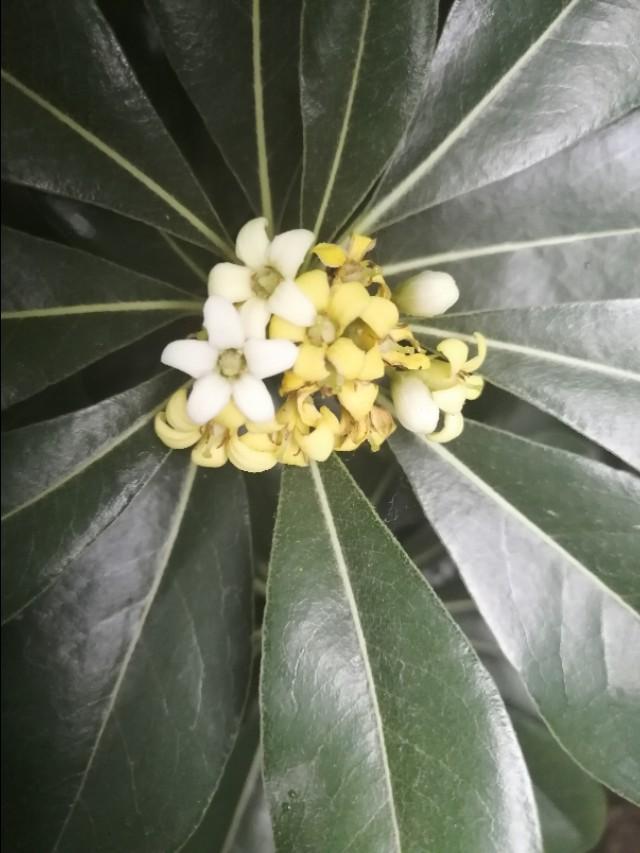 黄蜡石鉴别,有石英沙的地方会有黄蜡石吗？
