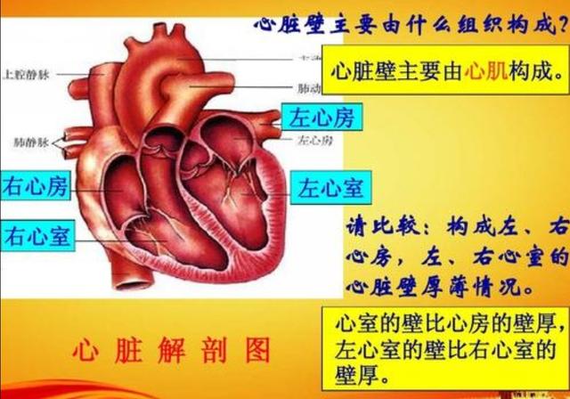 心率变异性怎么解读，什么叫“窦性心律”？会影响身体吗？