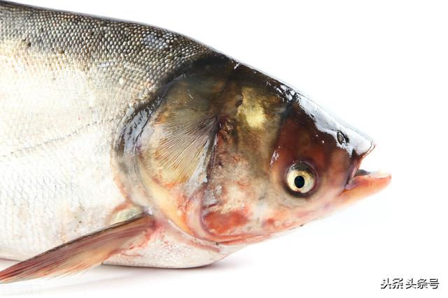 中国有哪些最常见的淡水鱼 老陈家的老陈的回答 头条问答