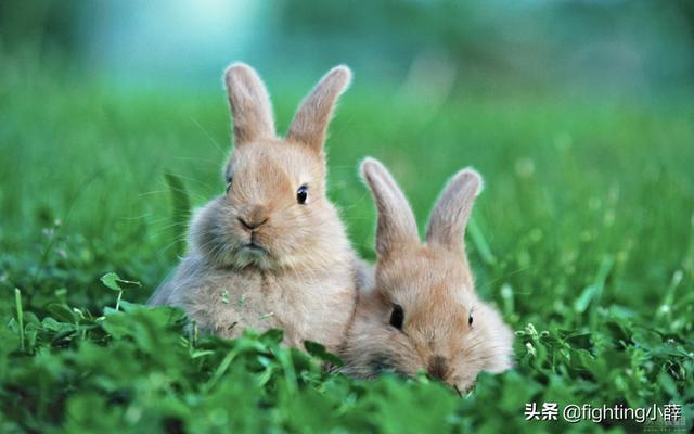 福州宠物网有送兔子呢:养殖兔子有什么注意事项？