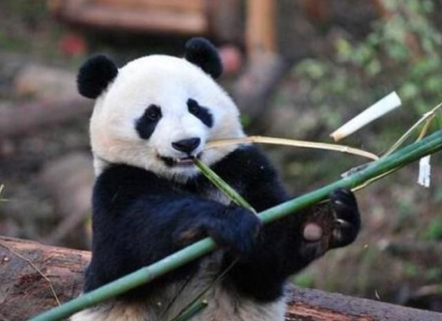 无知熊猫视频:普通人在赤手空拳的情况下打得过大熊猫吗？