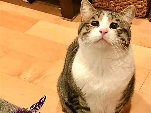 怎么确定猫认主人了 新闻:怎么确定猫认主人了新来家里三天 如何判断一只猫是对你真的有感情，还是只是为了混一口饭吃？