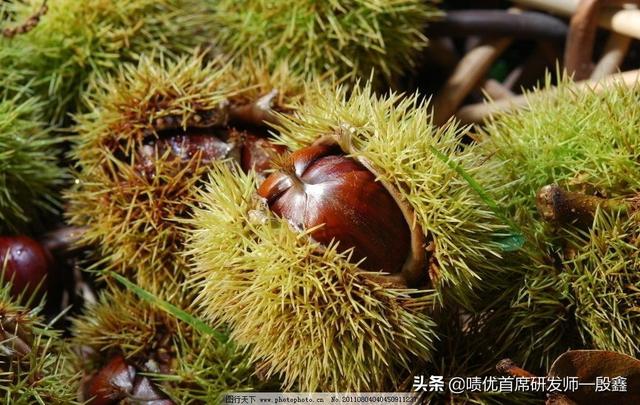 柿子不能和什么同吃,树上的柿子和什么不能一块吃？