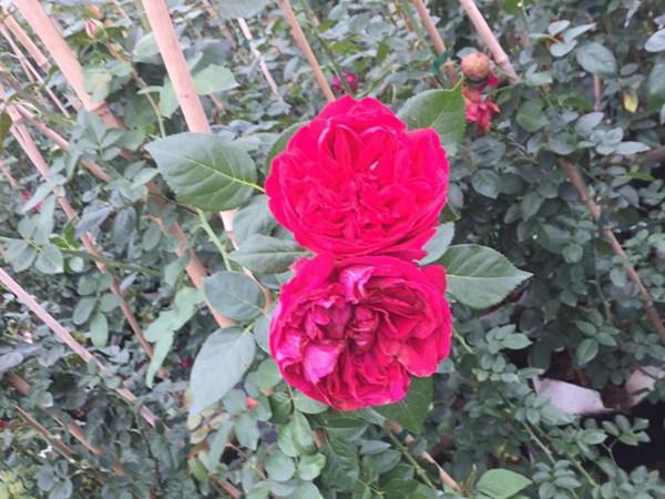 百度宝石花图片:红色龙沙宝石月季单花能开几天？