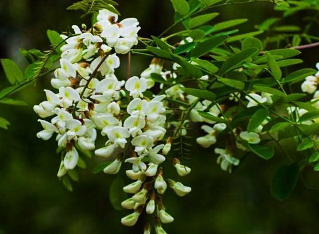 洋槐:洋槐树 过去的人们为什么爱采食洋槐花？你吃过洋槐花吗？