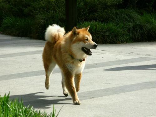 农户家中惊现圣旨:慈禧简装西逃，连御林军都没有带，为什么上千里路毫发无损？