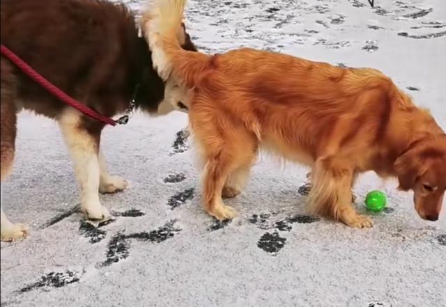 金毛犬吧:金毛犬一天内遛多少次才正确？ 金毛犬吧 百度贴吧