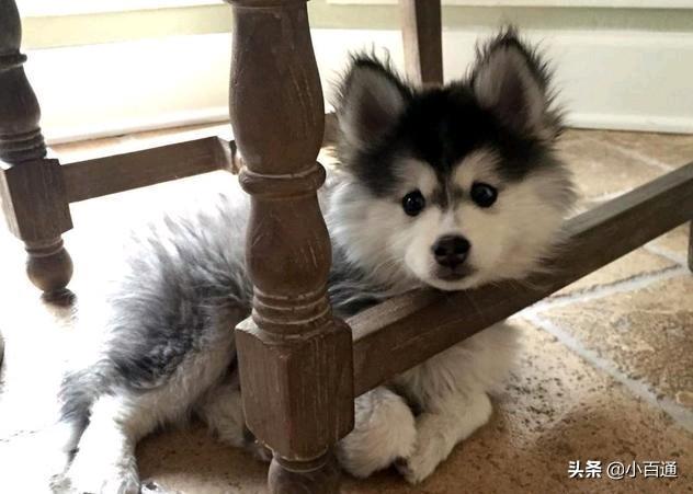 杂交白狐狸狗图片:纯种犬就一定优秀，杂交犬就一定不堪吗？