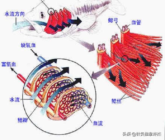 头条问答 动物界 有几种呼吸系统 都是什么 军机处留级大学士的回答 0赞