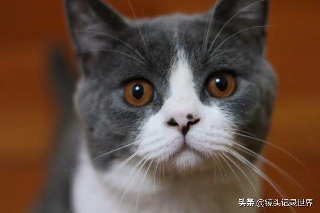 宠物图片:宠物图片大全可爱 如何拍摄展现飞禽走兽及家养宠物活泼可爱？