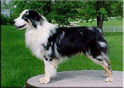 法兰德斯牧牛犬怎么样:澳洲牧羊犬一共有几种颜色？养过的人讲一下它的优缺点吧？