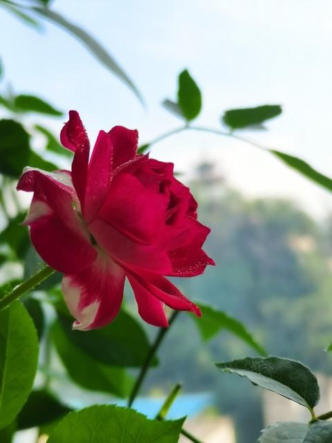 月季花品种介绍:月季花的品种都有哪些 盆栽月季花用什么品种好？