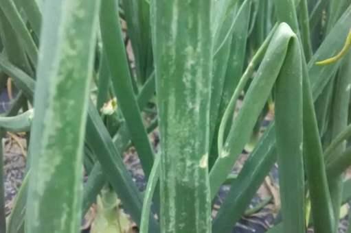 头条问答 大葱叶片出现白点干尖现象 是什么原因造成的 该怎么解决 16个回答