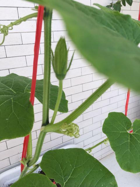 头条问答 南瓜雌花开了雄花没开怎么授粉 9个回答