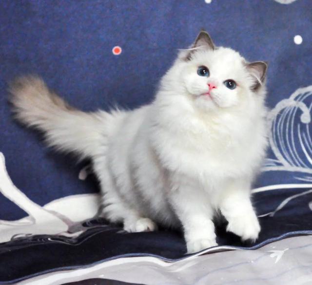江苏布偶猫园:布偶猫是一个不错的猫种吗？