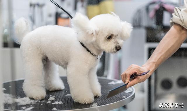 宠物宾馆赚钱吗:狗子如果寄养宠物店一个月会怎么样？