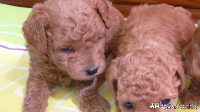 宠物在线医院:被泰迪幼犬咬了要去哪儿打狂犬疫苗，宠物医院吗？急在线等？