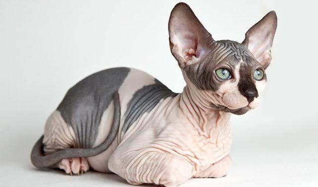 短腿猫的基因缺陷:蓝猫短腿为什么比长腿贵？