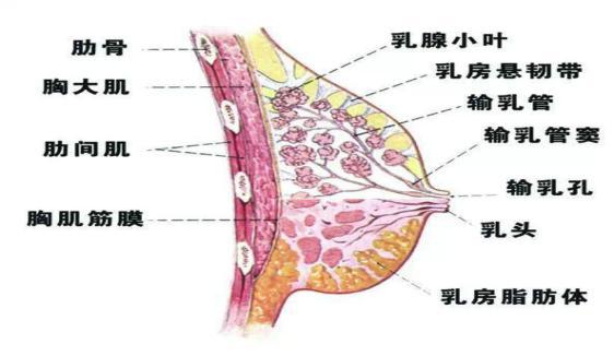 乳汁分泌:乳房的大小和乳汁的分泌量有关系吗？