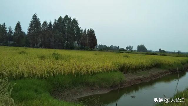 农业高质量发展主要指什么？