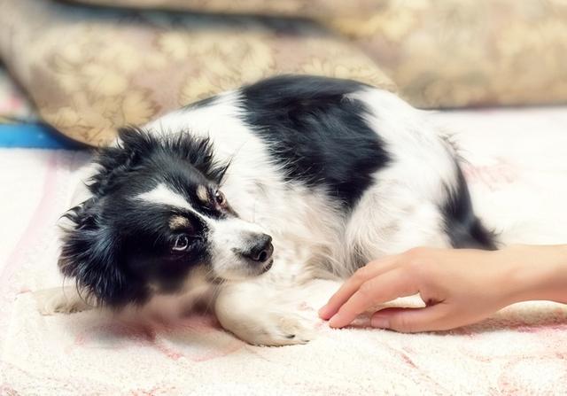 双子座适合养猫还是养狗:一个人孤独时适合养狗还是养猫？