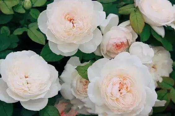 最香的几款月季品种是什么？插图94