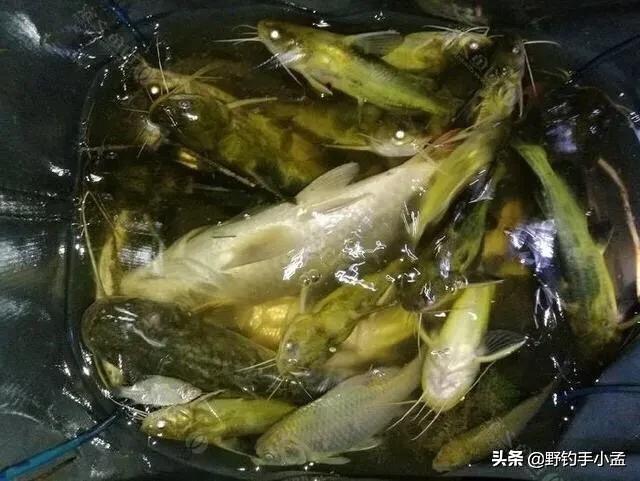 我手秃鹫的活饵:钓黄颡鱼，怎么钓，用什么馅？