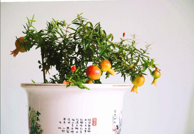 一个绿萝七个鬼啥意思,在室内养石溜树对身体好吗？