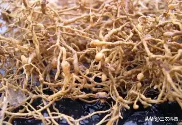 花叶芋根结线虫病:大棚西红柿根结线虫如何治？根结线虫用什么药效果好？