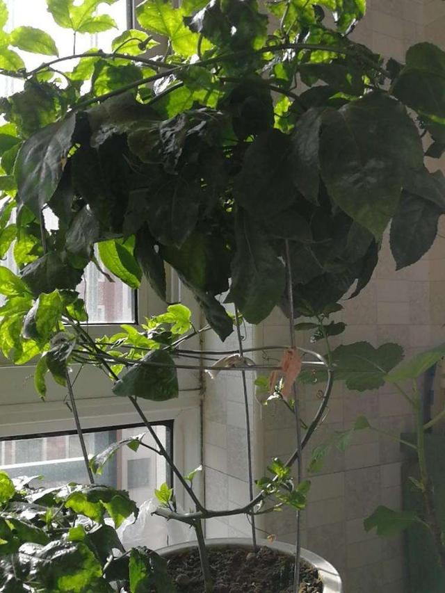百香果是什么季节的水果,现在这个季节适合种百香果吗？