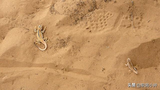 家里放个什么鬼不敢进,家里进了壁虎，要不要赶出去？