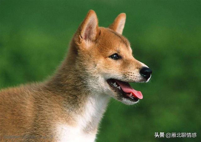中华短腿土狗价格:中华田园犬为什么越来越少人养？