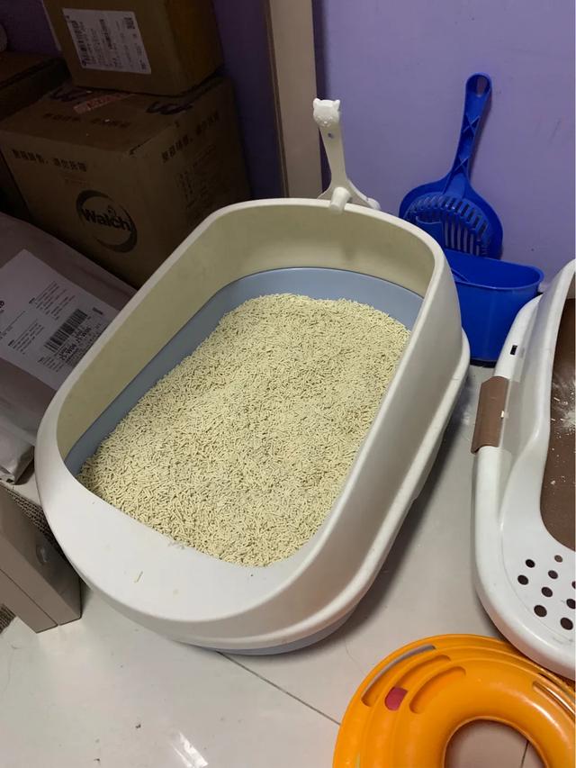 为什么我家猫不会埋屎:猫咪拉完屎不盖屎为什么？