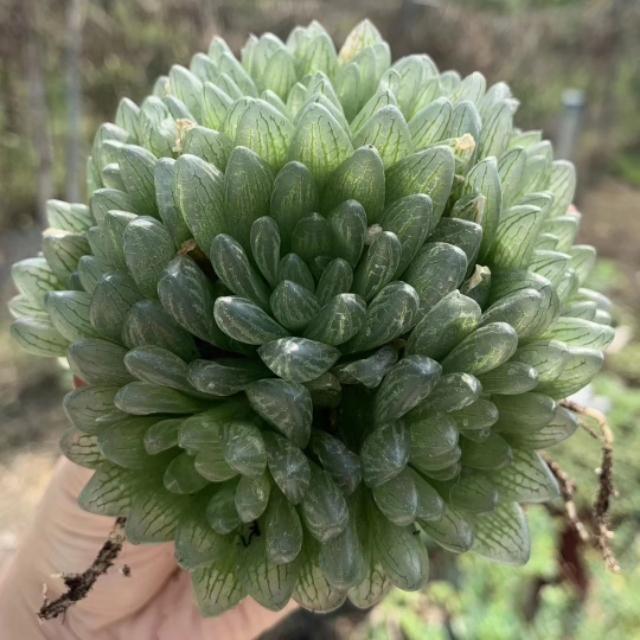 姬玉露和玉露的区别:姬玉露和冰灯玉露的区别 玉露可以用花洒从上往下浇水吗？