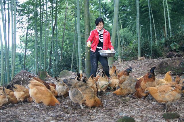 抓住救命稻草的野兽们:抓住救命稻草的野兽们百度云 在农村曾经风靡一时的“林下养鸡”，如今却人去林空，为什么？