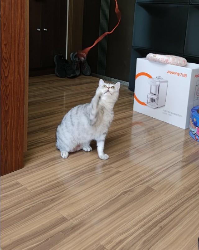 养猫记 by angelo:有人说猫是奸臣，它到底与主人有感情吗？