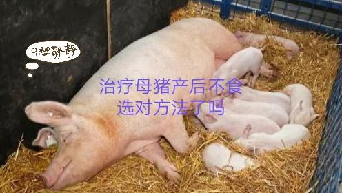 猪弓形体病治疗:母猪产后不吃食，灌肠后还是不吃，用啥药治疗？