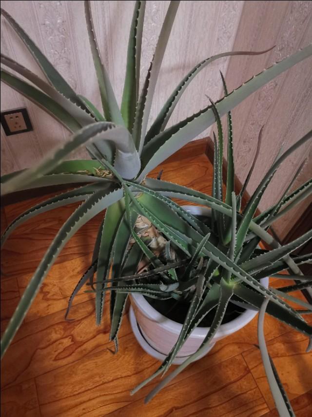 生命力最强可以当盆栽观赏的植物是什么？