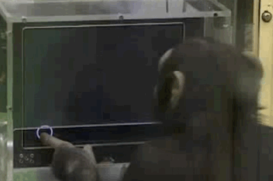 无毛猿:人类是如何进化的？人是不是由猴子或猩猩进化而来的？