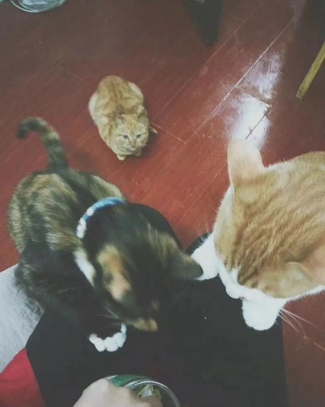 头条问答- 流浪猫会羡慕家猫吗？(287个回答)