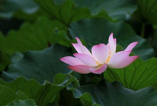 头条问答 休眠后的狗芽花什么时间发芽 如何养护 小诗诗vlog的回答 0赞