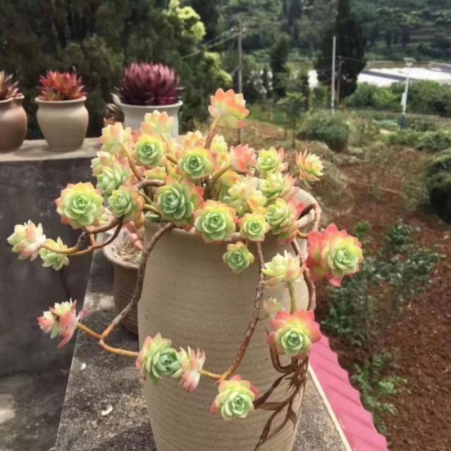 多肉景天科长生草属有哪些植物:这是什么品种的多肉植物？