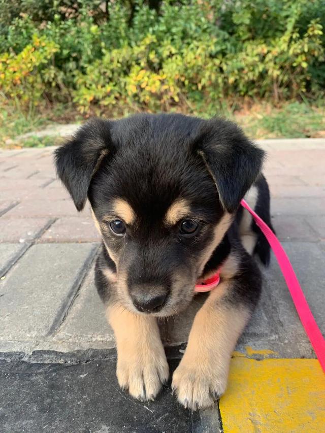 会咬人的狗不叫类似:有人说狗咬人，那么狗被偷的时候是不叫不咬的吗？